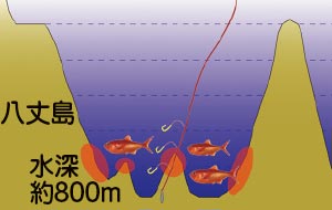 この夏知りたい！ 東京の海と川 ～都内の漁業と水産物の現状～